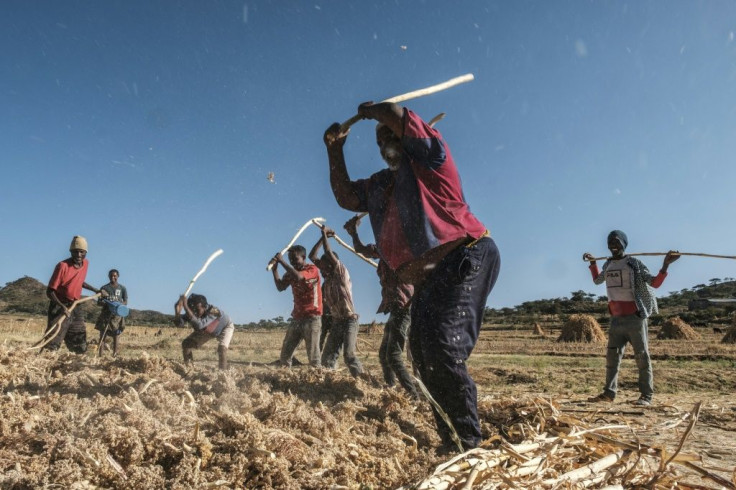 Farmhands work in a sorghum field in Ethiopia's Tigray region, where there are fears a hunger crisis could follow the conflict