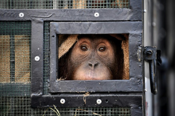 Two Sumatran orangutans flew home from Thailand years after being captured and smuggled into the country