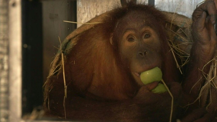 Two critically endangered Sumatran orangutans are flying back to Indonesia, years after they were illegally smuggled into Thailand.