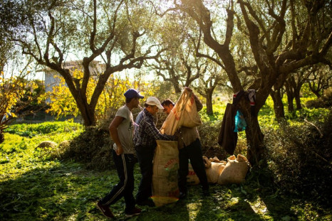 The olive harvest is set to last an extra month without seasonal workers on Nikos Argirakis' farm