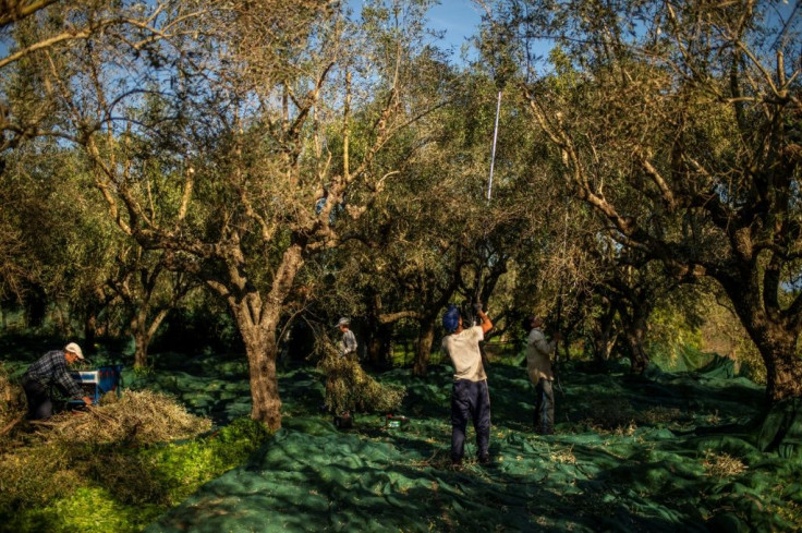 Many Greek olive producers are small-scale operations that lack long-term strategy