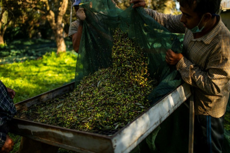 Greece produced around 275,000 tonnes of olives in 2019, bringing in 790 million euros ($957 million)