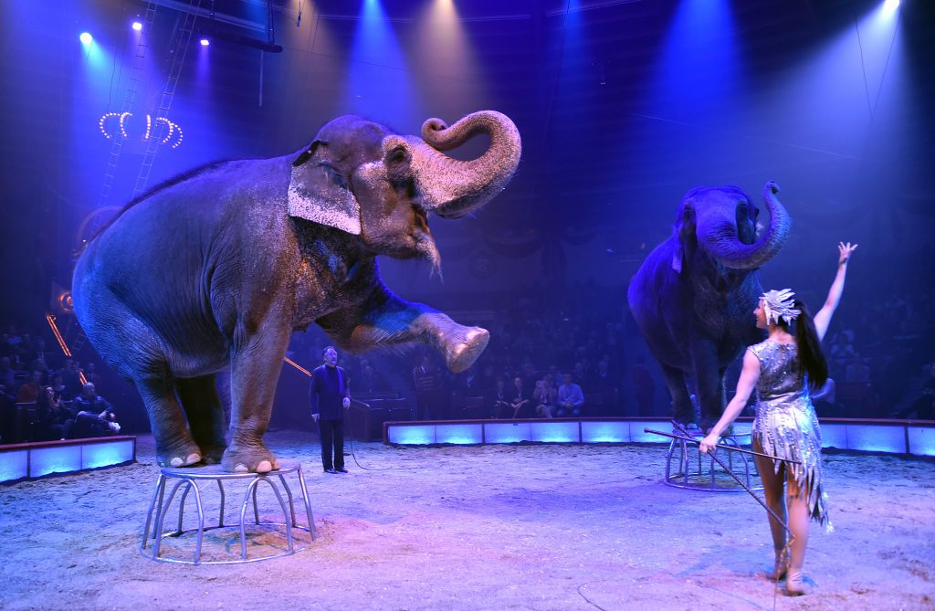 Circus Elephant