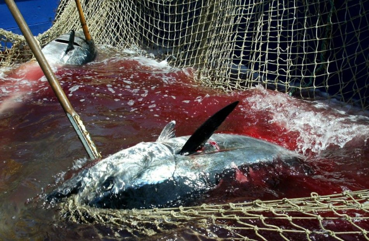 Sea Shepherd heads to war-torn Libyan seas to check Tuna poaching