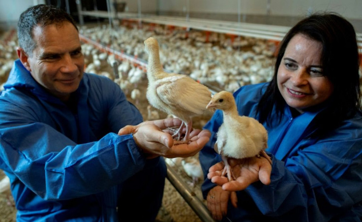 Turkey breeder Reinhard Bauer describes the chicks as "very sensitive, curious and affectionate"