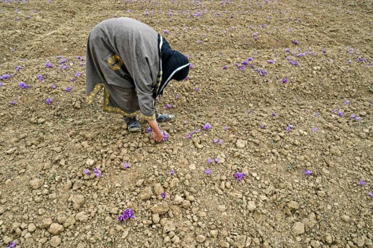 The saffron fields in this region were once completely covered in lush purple during the harvesting season
