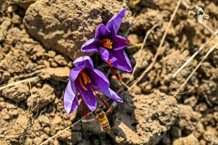 Saffron is the world's most expensive spice; collecting it involves plucking the crimson threads from inside purple crocus flowers