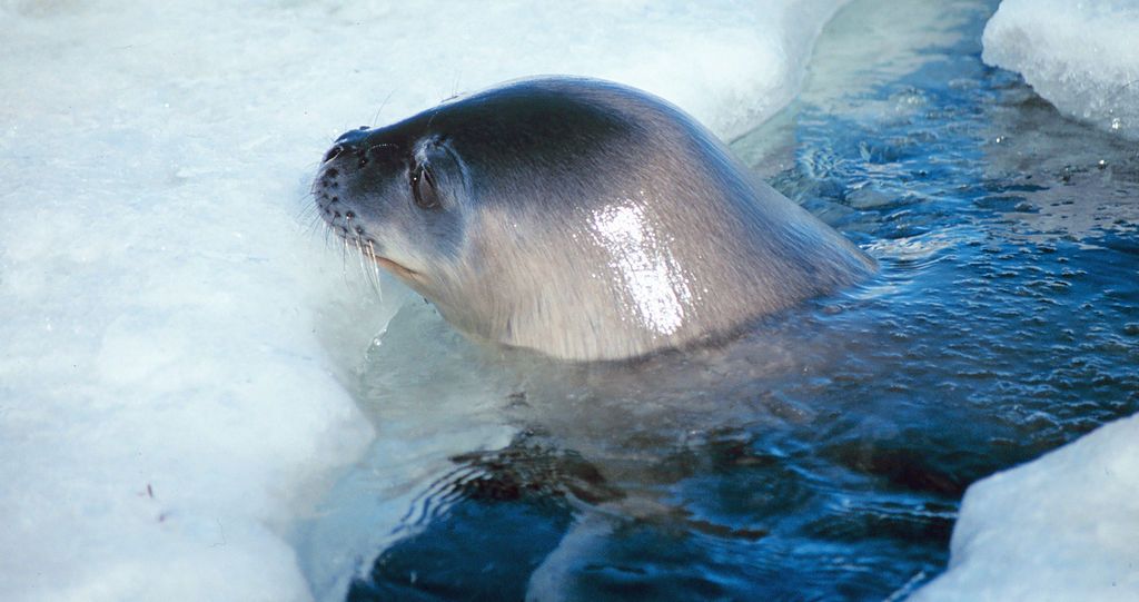 Weddell Seals In Antarctica Researchers Count Creatures Using   Weddell Seal 