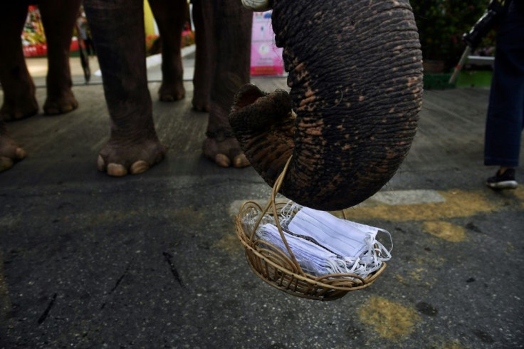 The elephants handed out coronavirus masks at the school to help spread awareness of Covid-19 prevention