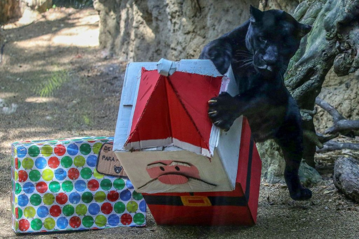 A black jaguar receives food wrapped as a Christmas gift at Cali Zoo in Colombia