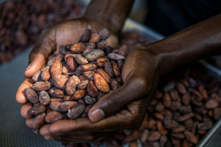 A worker sorts cocoa beans in the workshop of the Makaya chocolate company in Petionville, Haiti