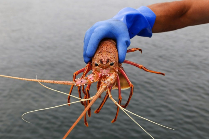 In the longer term, Australia's fishermen are looking to get a higher price again in markets like Japan, the United States and Europe, and not just rely on one, politically fickle, customer