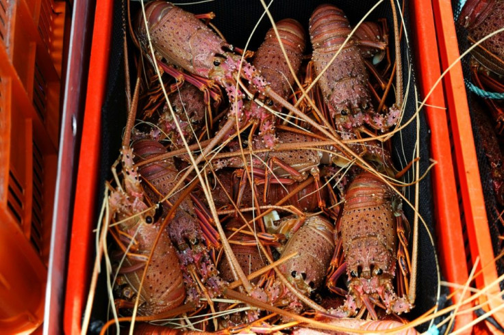 Australia's rock lobster exports are worth half a billion US dollars a year -- and in normal times, 94 percent of them go to China