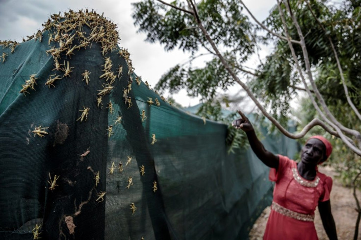 Locust swarms across East Africa following an unusually rainy season at the end of 2019 destroyed crops, trees and pastures, threatening food security