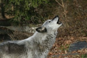 A wolf howls at a Wolf Conservation Center in South Salem, New York