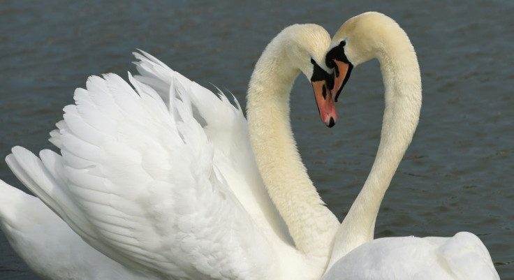 According to Britain's Royal Society for the Protection of Birds, swans try to find a mate for life