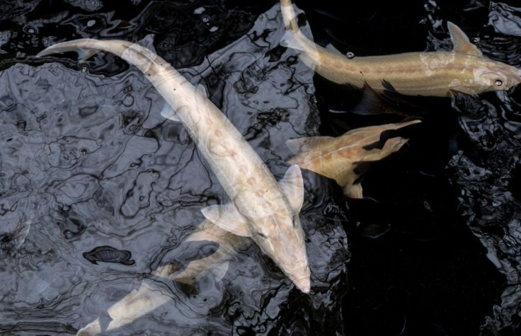 Farming rare, white sturgeon involves a long, arduous breeding process