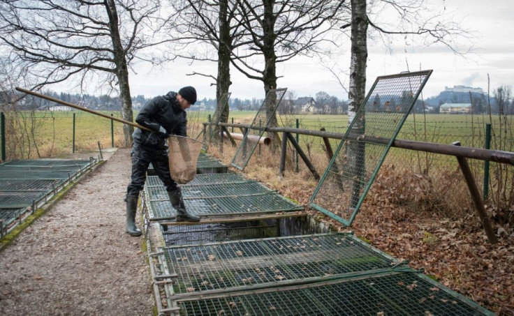Stefan Astner, who works at the fish farm in Groedig near Salzburg, says an ultrasound shows the sturgeon are full of roe