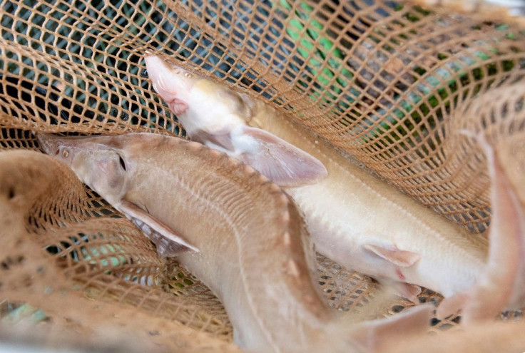 Caviar from the albino sturgeon can fetch far more than black caviar
