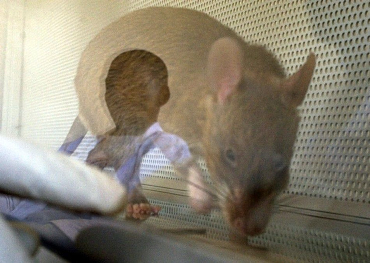 An African Giant Pouch rat is watched by his handler at a laboratory in Morogoro, Tanzania