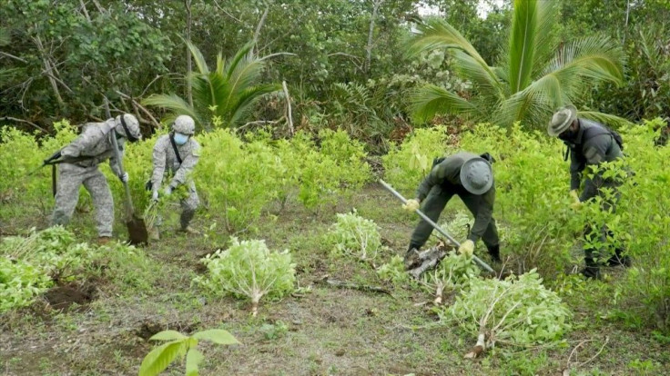 "In 2020, we have achieved the highest figure of manual coca eradication ever recorded by Colombia: 130,000 hectares," assures Colombia's President Ivan Duque, an area about the size of Los Angeles, topping the 94,000 hectares the government claimed to ha