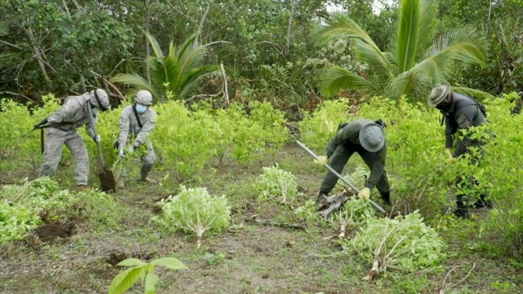 "In 2020, we have achieved the highest figure of manual coca eradication ever recorded by Colombia: 130,000 hectares," assures Colombia's President Ivan Duque, an area about the size of Los Angeles, topping the 94,000 hectares the government claimed to ha
