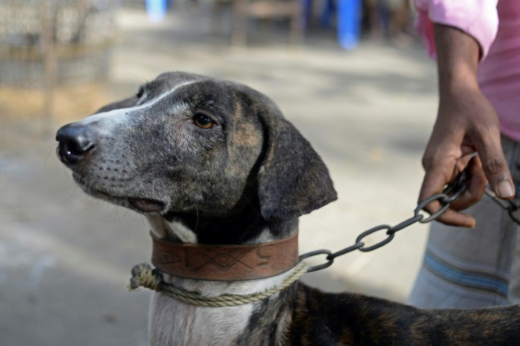 The rare Sarail hound is a breed on the brink of extinction