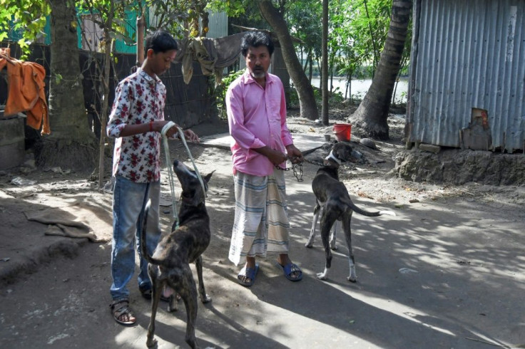The sharp eyesight and renowned hunting skills of Sarail hounds have earned them roles with the military and police, and as guard dogs