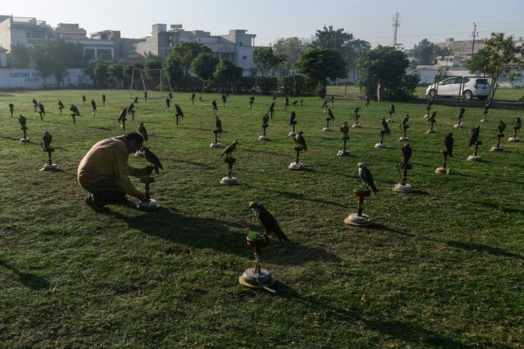 It's estimated that up to 700 falcons were illegally smuggled out of Pakistan in 2020 alone