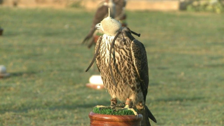 Pakistan stands at the nexus of the illegal falcon trade, in which the birds of prey - including some endangered species - are trapped and trafficked for wealthy Gulf Arabs, for whom falconry is a treasured tradition.