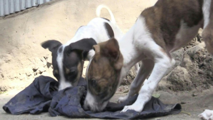 Tall and lean with a powerful chest, the rare Sarail hound has been treasured in Bangladesh for centuries. But the dogs are dwindling in numbers with just dozens remaining in the South East Asian country, according to some estimates.