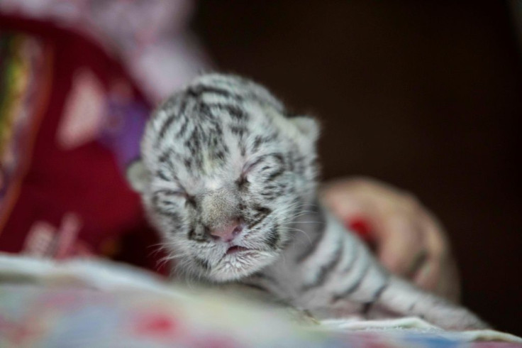 Marina Arguello takes care of a newborn female white tiger named Snow at the National Zoo in Masaya, Nicaragua, on January 5, 2021.