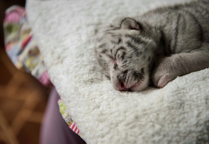 Nieve, or 'Snow' in Spanish, cries if her milk bottle is late, or cold, her keeper says