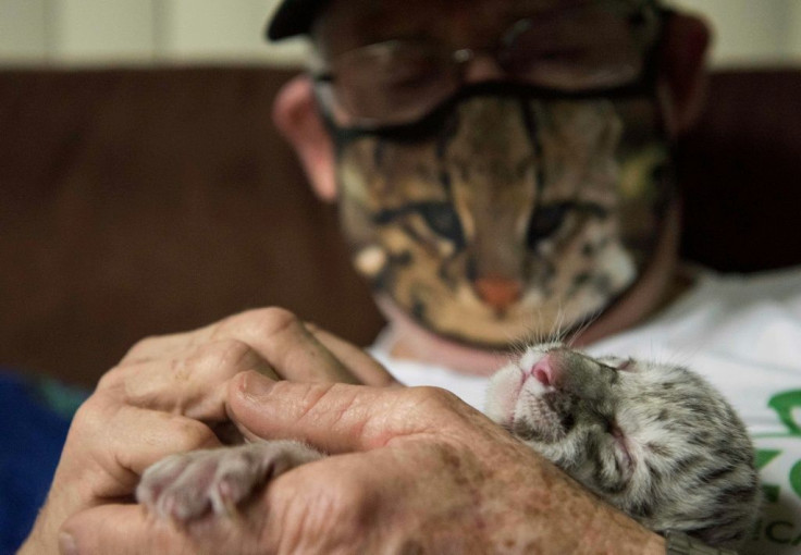 Veterinary Eduardo Sacasa takes care of a newborn white tiger named Snow at the National Zoo in Masaya, Nicaragua, on January 5, 2021.