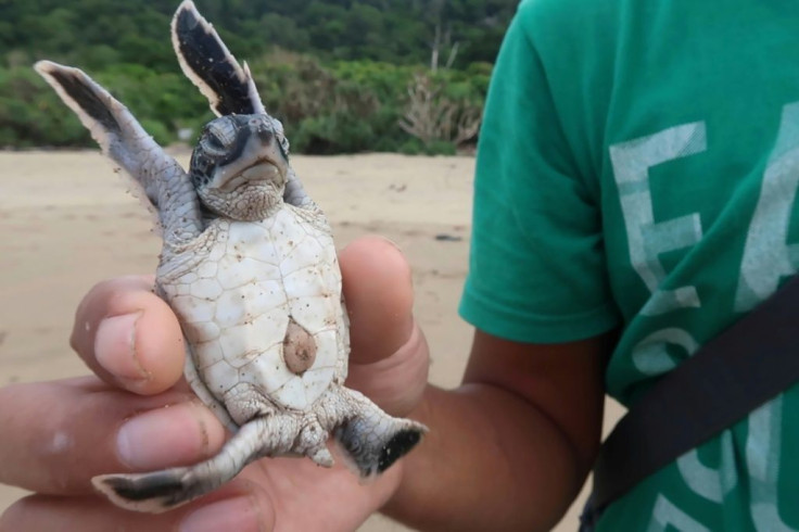Six of the world's seven turtle species can be found in Indonesia