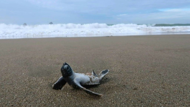Indonesia's baby sea turtles make a break for freedom