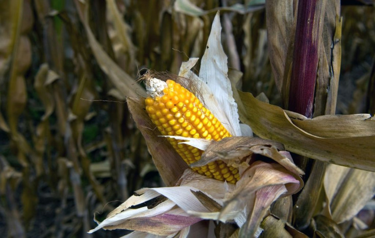 Maize has occupied a prominent place in the Mexican diet since pre-Hispanic times