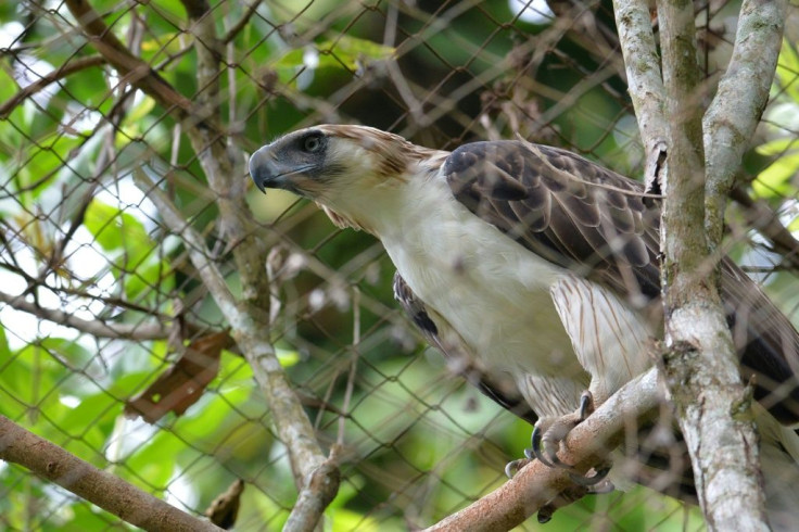 A Philippine eagle named "Pag-asa" (Hope), the first to be hatched and bred in captivity, died from infections just days short of its 29th birthday
