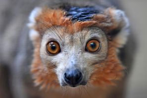 The endangered Crowned Lemur. So far, efforts to protect and restore nature on a global scale have failed spectacularly