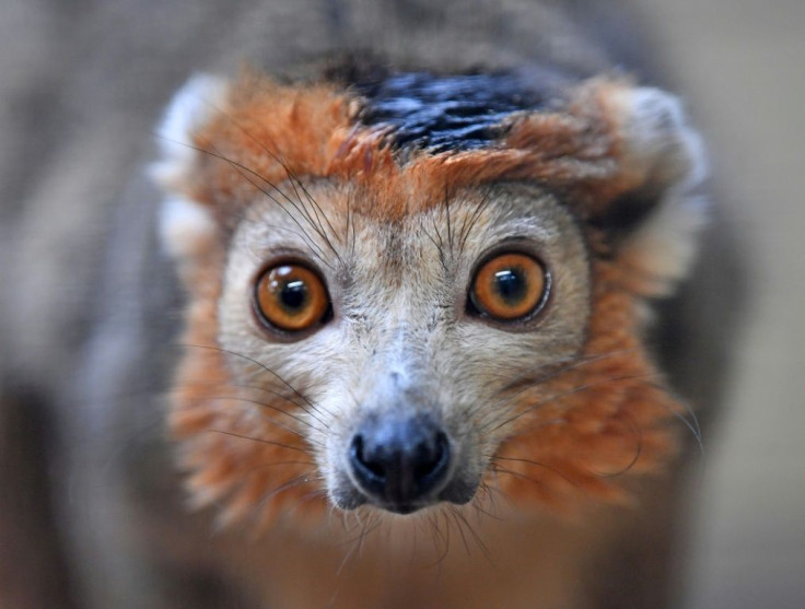 The endangered Crowned Lemur. So far, efforts to protect and restore nature on a global scale have failed spectacularly