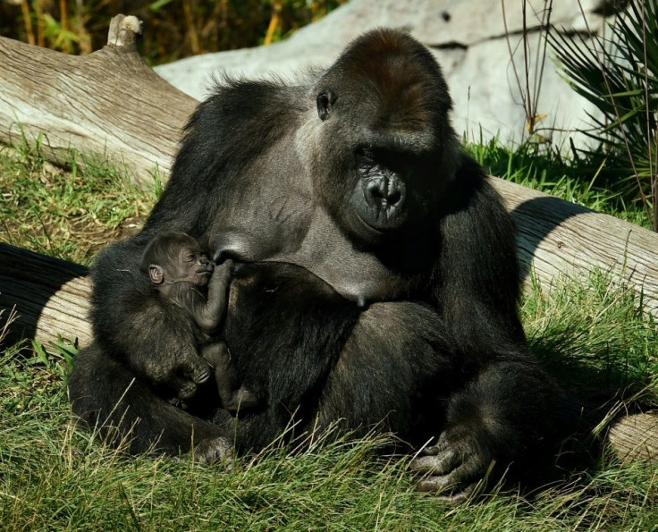 The San Diego Zoo Safari Park, where the gorillas are kept, is closed to visitors as record Covid-19 cases surge through southern California