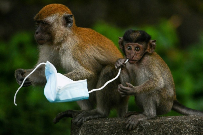 Face masks are proving a deadly hazard for wildlife -- a chocking hazard for diminutive macaque monkeys, for example