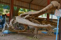 Sarcosuchus imperator, an 11m (36-feet)-long crocodile, is the zoo's pride and joy