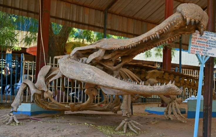 Sarcosuchus imperator, an 11m (36-feet)-long crocodile, is the zoo's pride and joy