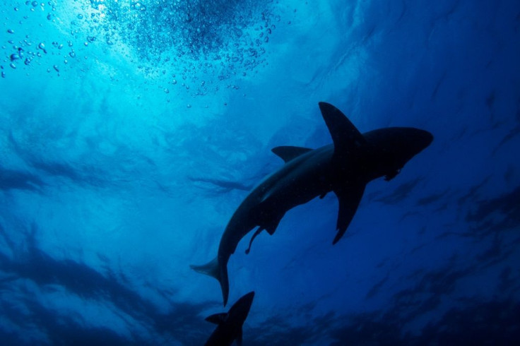 A black-tip shark is seen swimming during a baited shark dive in Umkomaas near Durban, South Africa