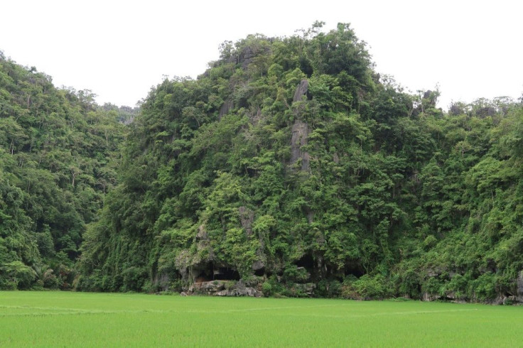 The Leang Tedongnge cave in Sulawesi, Indonesia, where the painting was found