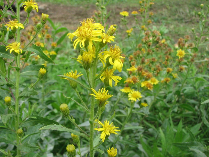 Inula Viscosa