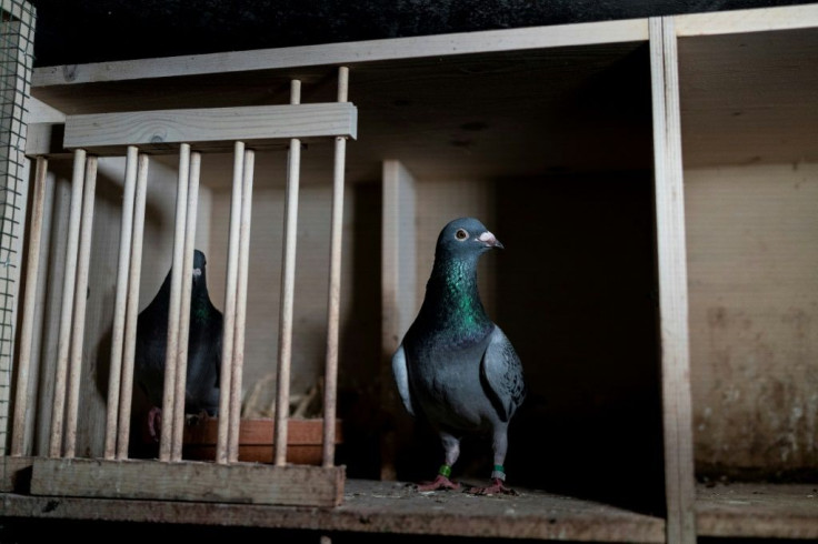 A tagged racing pigeon. The American-style racing band around Joe's leg appeared to be a knock-off available online and often used by local owners.