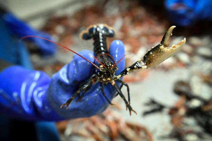 Scottish seafood often ends up on well-dressed tables in Europe