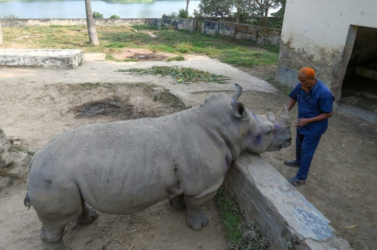 Kanchi the rhino at a Bangladeshi zoo has been alone since the death of her partner in 2014